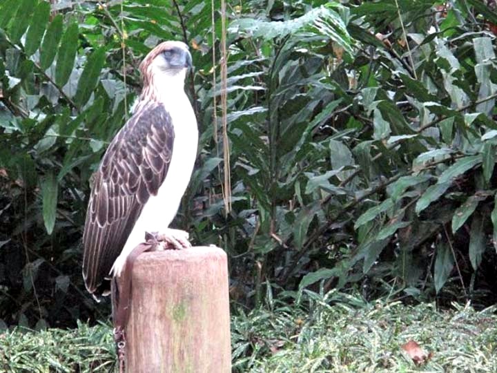 PAMANA Philippine EAGLE