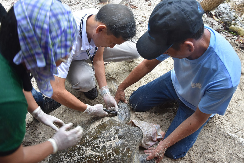 GEO-TAGGING OF OLIVE RIDLEY