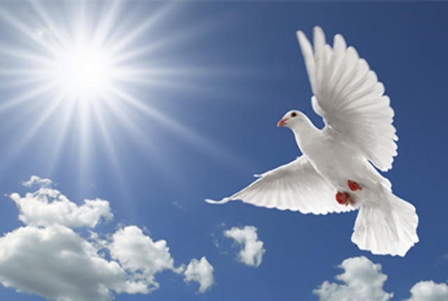 peace dove