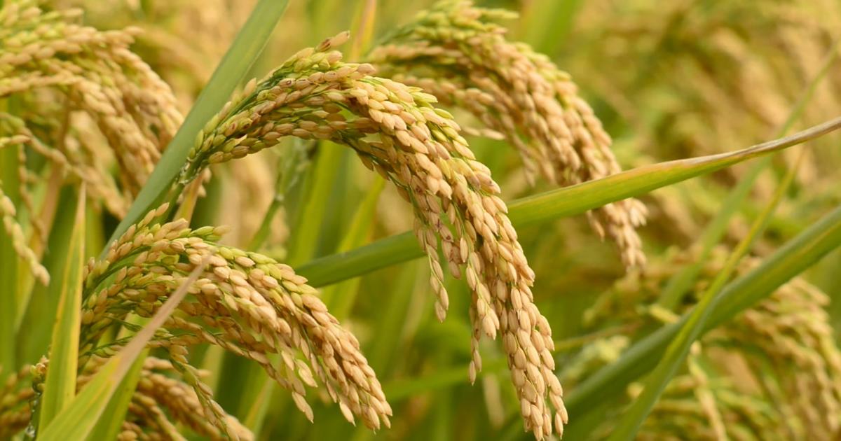 rice crop humay palay