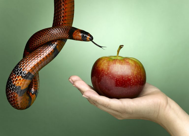 Temptation apple snake