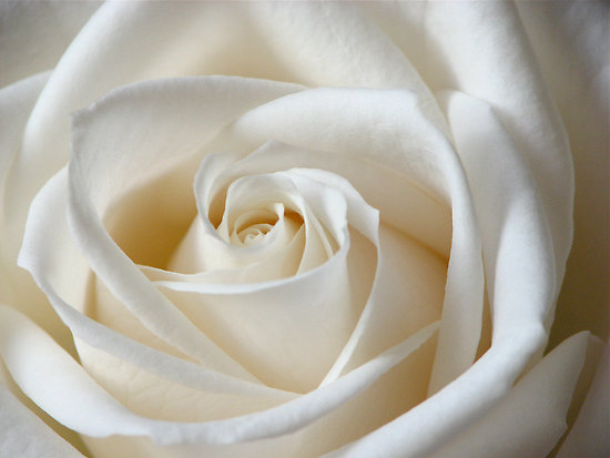 KNOT white rose flower