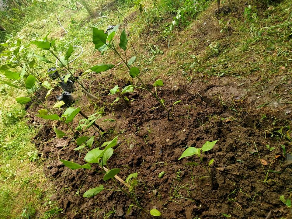 Holy Cross of Sulop Laudato si