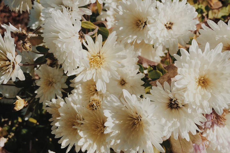 white flowers daisy bouquet amy humphries stock unsplash