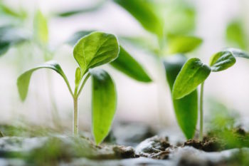 nature plant seedling francesco gallarotti unsplash stock