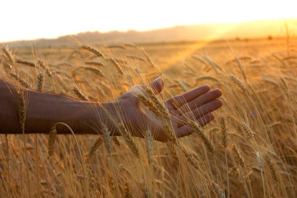 sasun bughdaryan stock wheat hand sunrise sunset providence unsplash