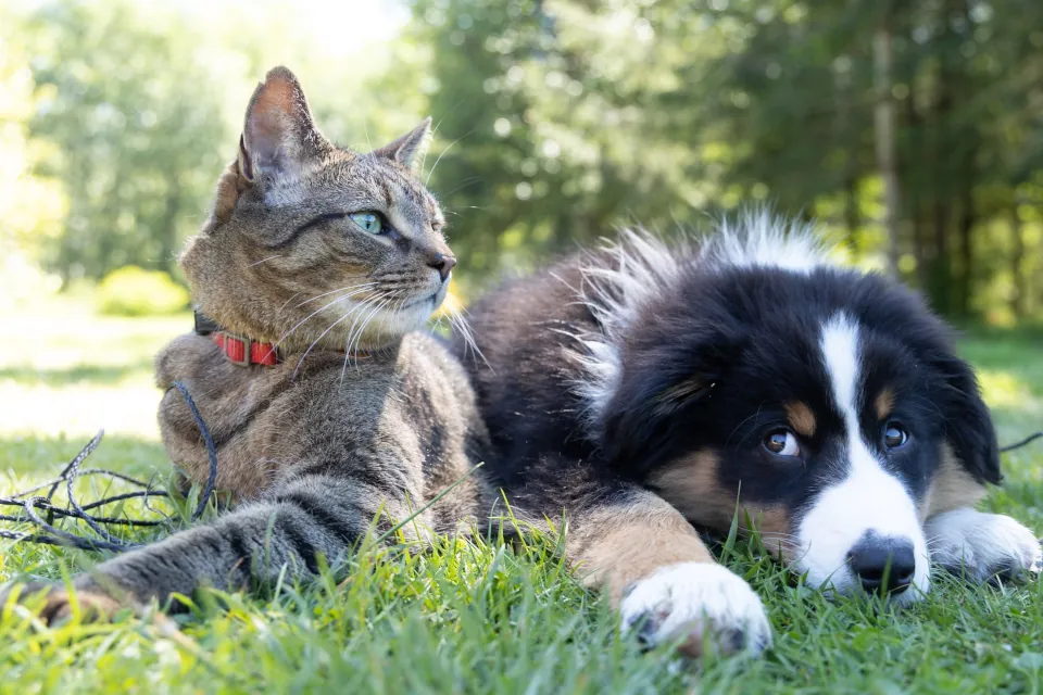 Pet cat and dog stock by Andrew S. on unsplash