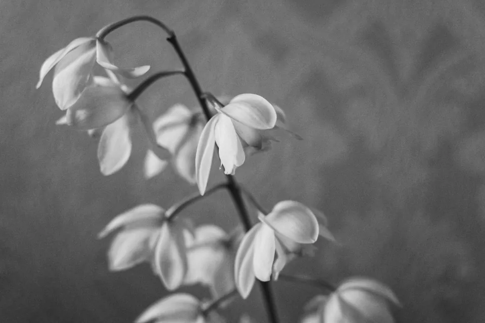 Stock photo of white flowers in grayscale by Claire Kelly on unsplash