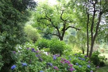 stock Photo of a garden nature forest flowers by Shalev Cohen on Unsplash