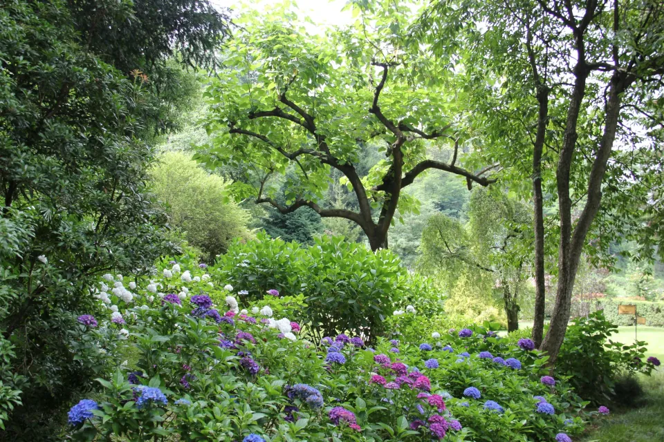 stock Photo of a garden nature forest flowers by Shalev Cohen on Unsplash