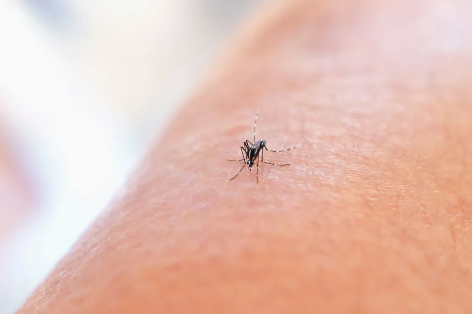 Stock photo of mosquito by National Institute of Allergy and Infectious Diseases on Unsplash